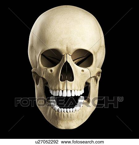 Drawing - Human skull, artwork. Fotosearch