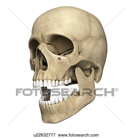 Human skull, artwork View Large Illustration Stock Illustration - Human skull, artwork. Fotosearch