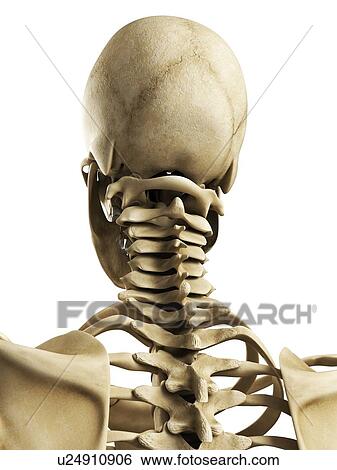 Human skull, artwork View Large Illustration Stock Illustration - Human skull, artwork. Fotosearch