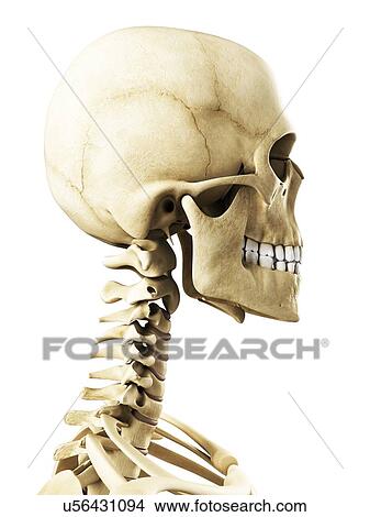 Human skull, artwork View Large Illustration Stock Illustration - Human skull, artwork. Fotosearch