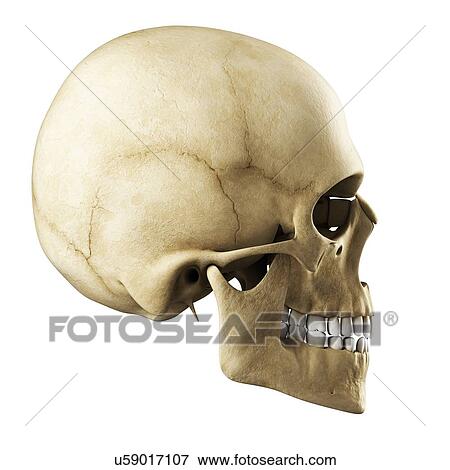 Stock Illustration - Human skull, artwork. Fotosearch