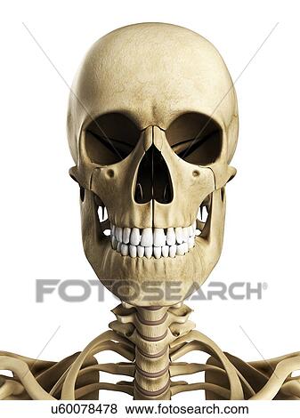 Stock Illustration - Human skull, artwork. Fotosearch