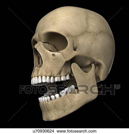 Stock Illustration - Human skull, artwork. Fotosearch