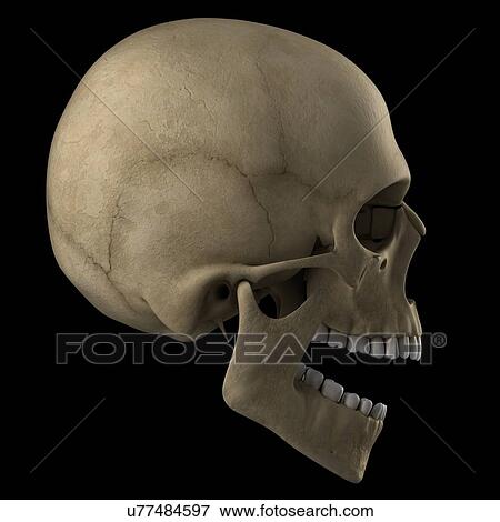 Human skull, artwork View Large Illustration Stock Illustration - Human skull, artwork. Fotosearch