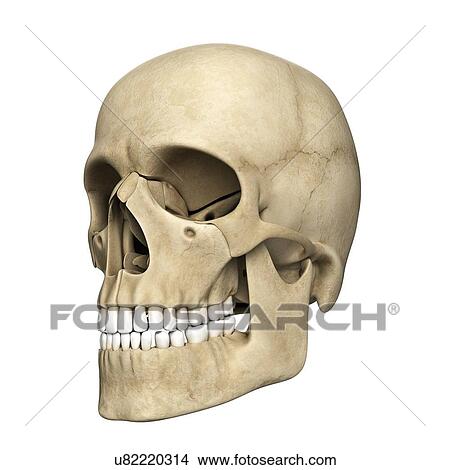 Stock Illustration - Human skull, artwork. Fotosearch