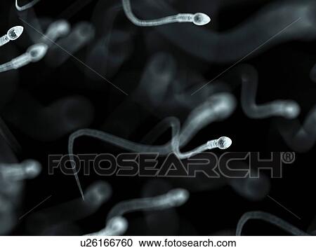 Human sperm, artwork View Large Illustration Clipart - Human sperm, artwork. Fotosearch