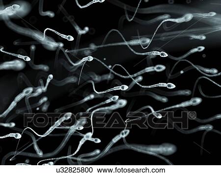 Human sperm, artwork View Large Illustration Clipart - Human sperm, artwork. Fotosearch