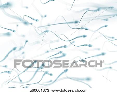 Drawing - Human sperm, artwork. Fotosearch