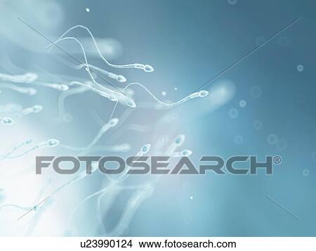 Human sperm, artwork View Large Illustration Stock Illustration - Human sperm, artwork. Fotosearch
