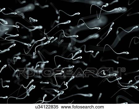 Human sperm, artwork View Large Illustration Stock Illustration - Human sperm, artwork. Fotosearch