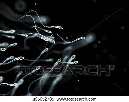 Human sperm, artwork View Large Illustration Stock Illustration - Human sperm, artwork. Fotosearch