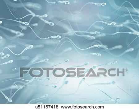 Human sperm, artwork View Large Illustration Stock Illustration - Human sperm, artwork. Fotosearch