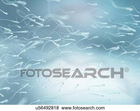 Stock Illustration - Human sperm, artwork. Fotosearch
