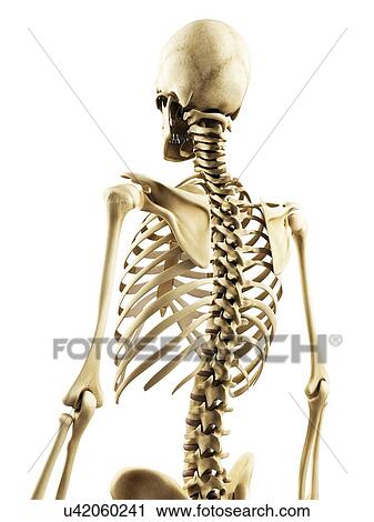 Clip Art - Human spine, artwork. Fotosearch