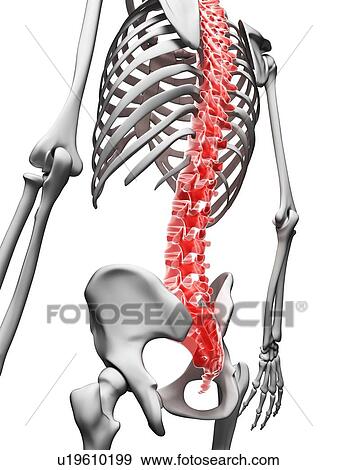 Stock Illustration - Human spine, artwork. Fotosearch