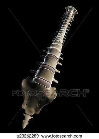 Stock Illustration - Human spine, artwork. Fotosearch