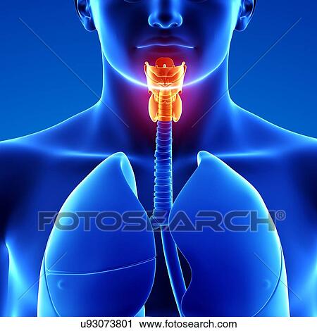 Clip Art - Human throat anatomy, artwork. Fotosearch