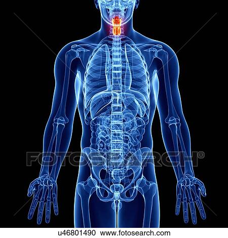 Human thyroid gland, artwork View Large Illustration Clipart - Human thyroid gland, artwork. Fotosearch