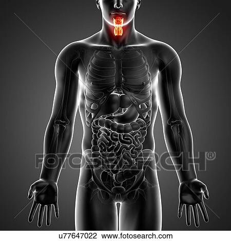Drawing - Human thyroid gland, artwork. Fotosearch