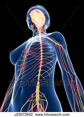 Inflamed nervous system, artwork View Large Illustration Drawing - Inflamed nervous system, artwork. Fotosearch