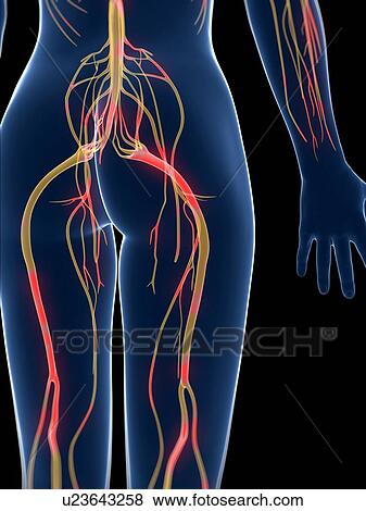 Inflamed nervous system, artwork View Large Illustration Stock Illustration - Inflamed nervous system, artwork. Fotosearch