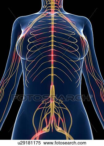Inflamed nervous system, artwork View Large Illustration Stock Illustration - Inflamed nervous system, artwork. Fotosearch