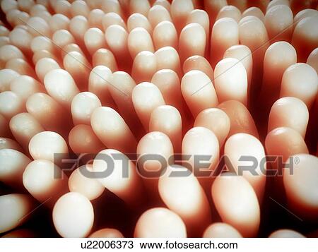 Intestinal villi, artwork View Large Illustration Drawing - Intestinal villi, artwork. Fotosearch