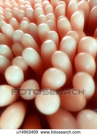 Intestinal villi, artwork View Large Illustration Stock Illustration - Intestinal villi, artwork. Fotosearch