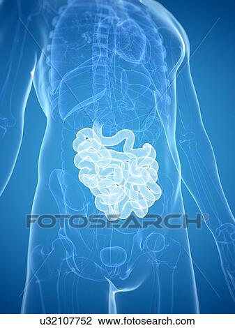Intestine, artwork View Large Illustration Drawing - Intestine, artwork. Fotosearch
