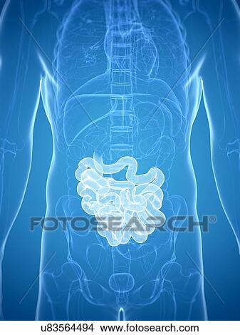 Stock Illustration - Intestine, artwork. Fotosearch