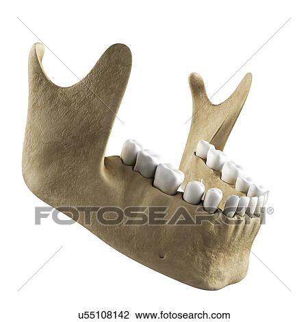 Drawing - Jawbone, artwork. Fotosearch