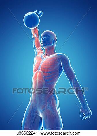 Kettlebell workout, artwork View Large Illustration Clip Art - Kettlebell workout, artwork. Fotosearch