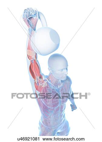 Clip Art - Kettlebell workout, artwork. Fotosearch