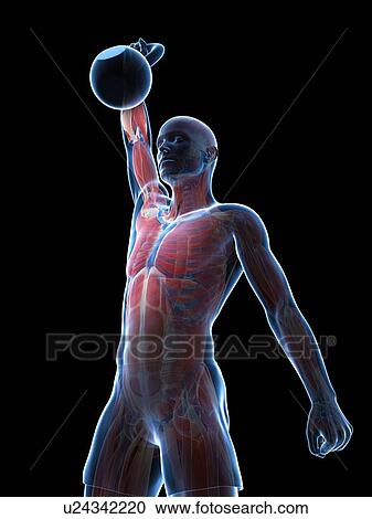 Clipart - Kettlebell workout, artwork. Fotosearch
