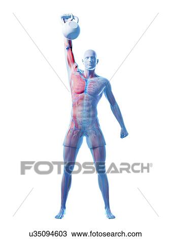 Drawing - Kettlebell workout, artwork. Fotosearch
