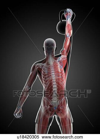 Stock Illustration - Kettlebell workout, artwork. Fotosearch