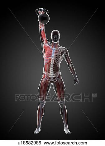 Stock Illustration - Kettlebell workout, artwork. Fotosearch