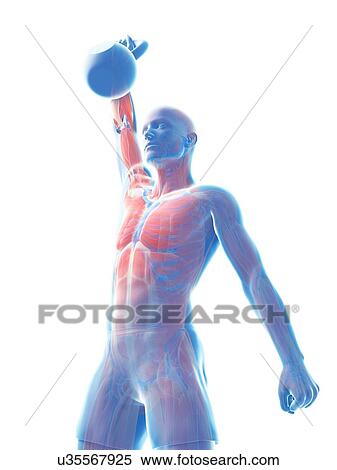 Kettlebell workout, artwork View Large Illustration Stock Illustration - Kettlebell workout, artwork. Fotosearch