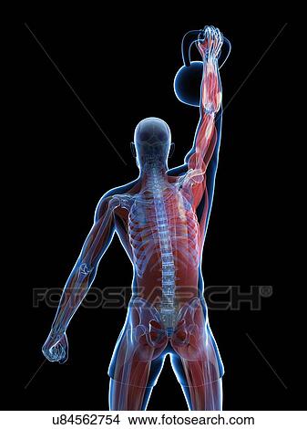 Kettlebell workout, artwork View Large Illustration Stock Illustration - Kettlebell workout, artwork. Fotosearch