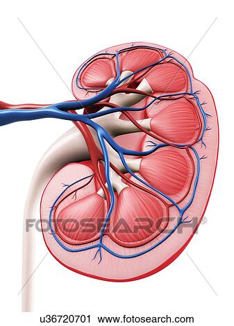 Kidney anatomy, artwork View Large Illustration Clip Art - Kidney anatomy, artwork. Fotosearch