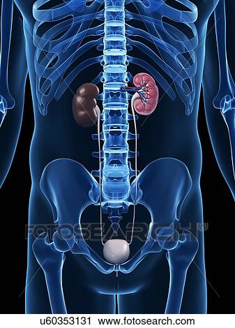 Clip Art - Kidney anatomy, artwork. Fotosearch