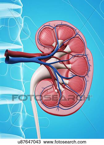 Drawing - Kidney anatomy, artwork. Fotosearch