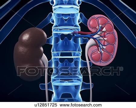 Kidney anatomy, artwork View Large Illustration Stock Illustration - Kidney anatomy, artwork. Fotosearch