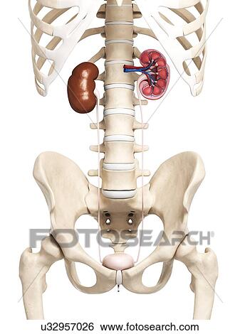 Kidney anatomy, artwork View Large Illustration Stock Illustration - Kidney anatomy, artwork. Fotosearch