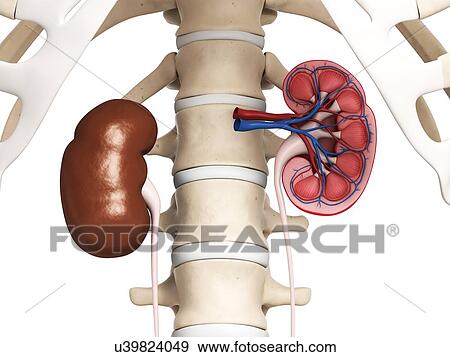 Kidney anatomy, artwork View Large Illustration Stock Illustration - Kidney anatomy, artwork. Fotosearch