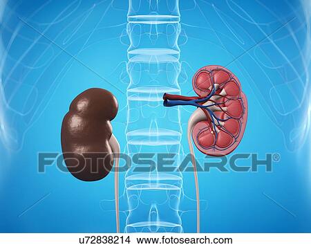 Kidney anatomy, artwork View Large Illustration Stock Illustration - Kidney anatomy, artwork. Fotosearch