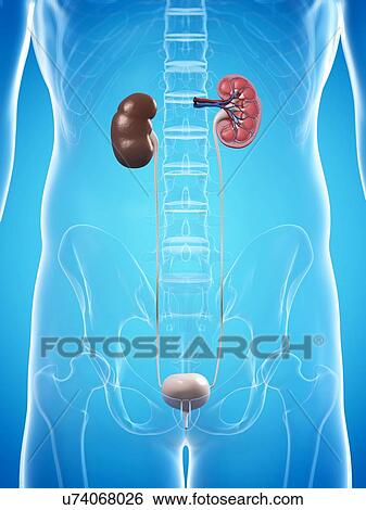 Stock Illustration - Kidney anatomy, artwork. Fotosearch
