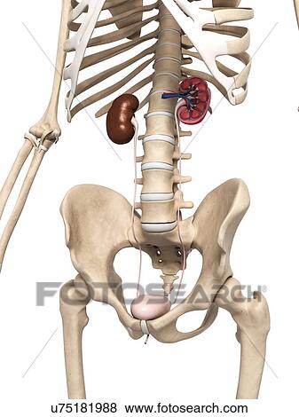 Kidney anatomy, artwork View Large Illustration Stock Illustration - Kidney anatomy, artwork. Fotosearch