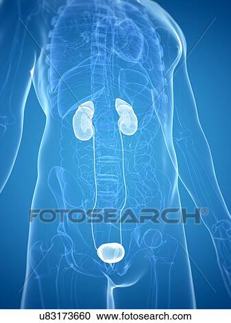 Clipart - Kidney and bladder, artwork. Fotosearch