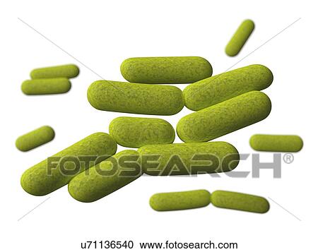 Clipart - Klebsiella, artwork. Fotosearch